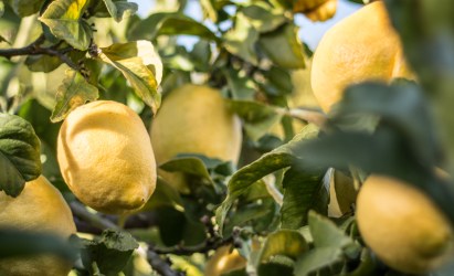 Sitruunainen_Vinegretti-6468