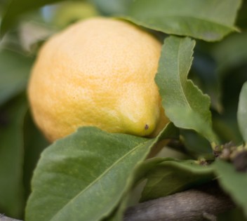 Jacquelinen-lemonade-apukokki-maailmalla-6471