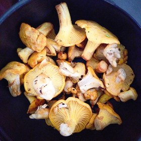 Kantarellipyttis-6945