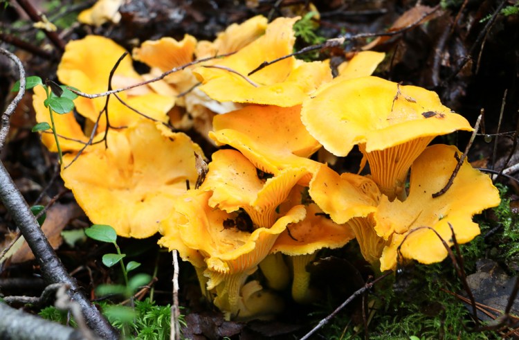 Kantarellipyttis-8438